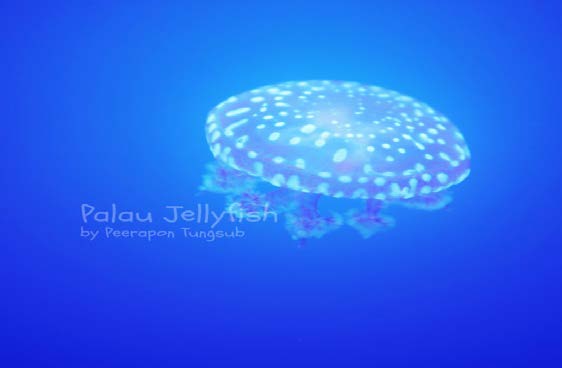 Bangsaen Aquarium