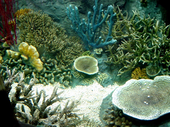 Residential Aquarium