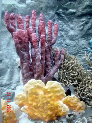 Residential Aquarium