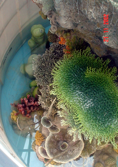 Residential Aquarium
